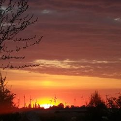 Silhouette of trees at sunset