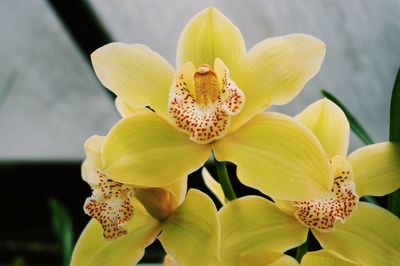 Close-up of yellow orchid blooming outdoors