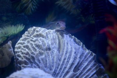 Close-up of fish swimming in sea