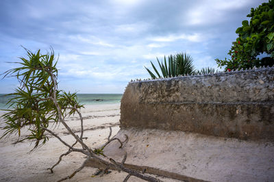 Plants growing on beach against sky