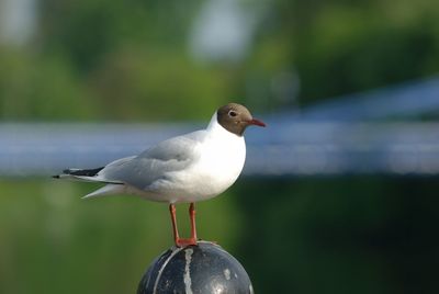 Close-up of seagull perching outdoors