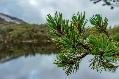 Close-up of pine tree against sky