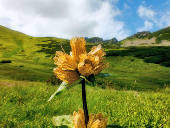 Close-up of flower blooming on field against sky