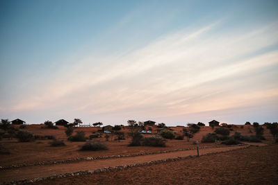 Scenic view of agricultural field against sky during sunset