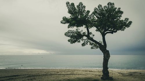 Tree by sea against sky