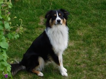 Portrait of dog sticking out tongue on field