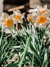 Close-up of yellow daffodil flowers