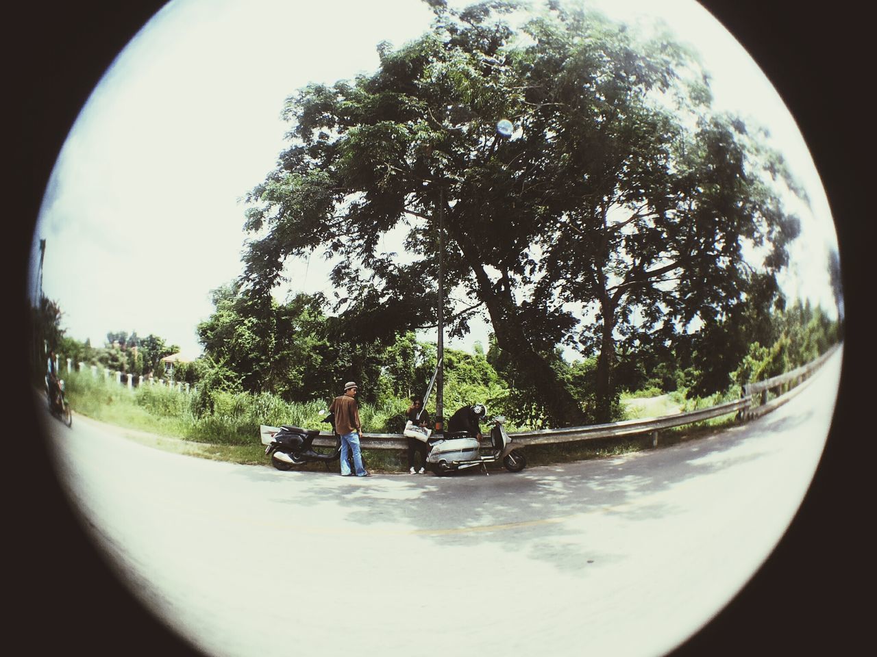 tree, growth, transportation, nature, sky, green color, tranquility, circle, plant, day, no people, outdoors, mode of transport, reflection, tranquil scene, park - man made space, fish-eye lens, water, sunlight, beauty in nature