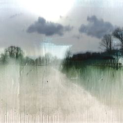 Trees in foggy weather