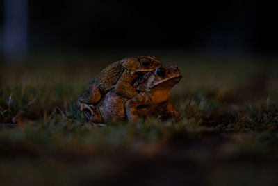 Close-up of frog on field