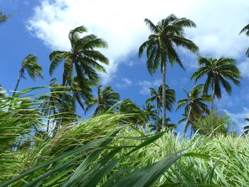 Low angle view of coconut palm trees against sky