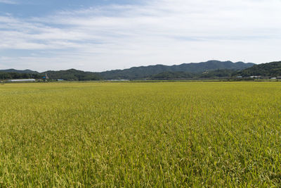 Scenic view of agricultural field against sky