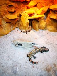 High angle view of crab on rock