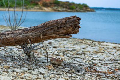 Close-up of driftwood on rock