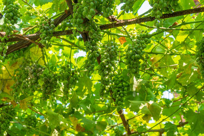 Low angle view of fruits growing on tree