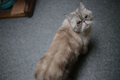 High angle view of cat relaxing on floor