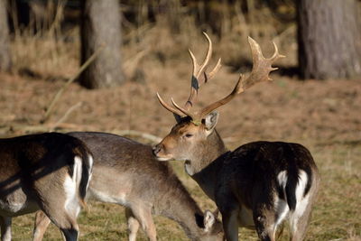 Deer standing on field