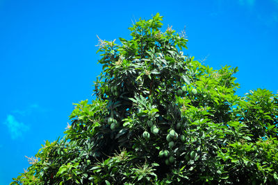 Low angle view of tree against blue sky