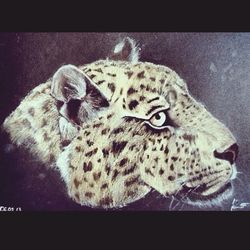 animal themes