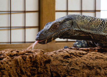 Close-up of lizard