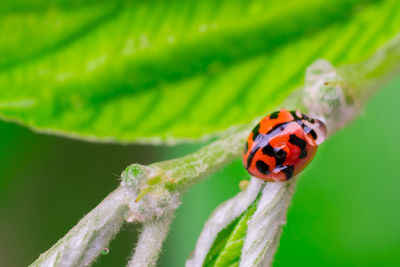 Close-up of ladybug on leaf