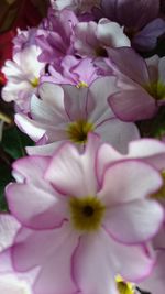 Close-up of pink flowers