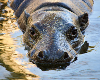 Pygmy hippo in water.