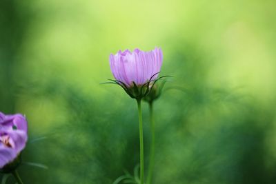 Close-up of pink flowering plant