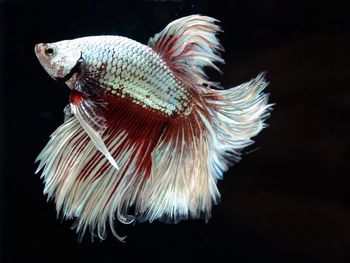 Close-up of fish underwater