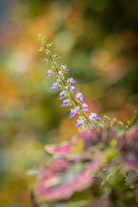 Close-up of pink flowering plant