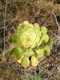 High angle view of succulent plant on field