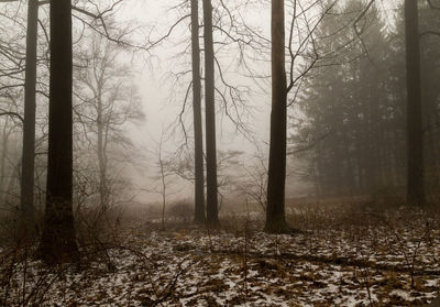 Trees in forest