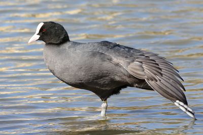 Close-up of coot on lake