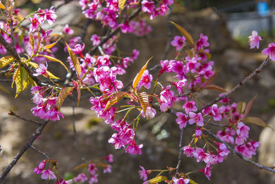 Close-up of pink flowering plant