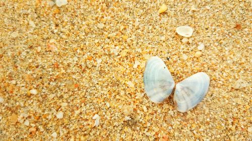 High angle view of shell on sand