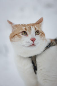 Close-up portrait of cat against white background