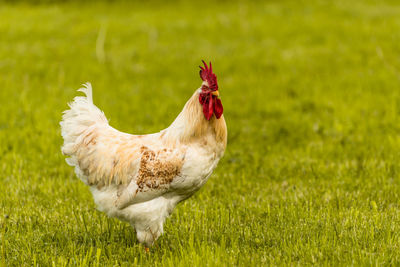 View of a bird on field