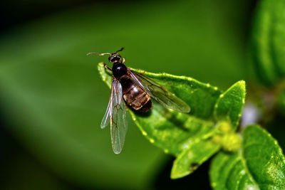 Close-up of fly on leaf