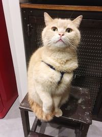 Portrait of cat sitting on seat at home