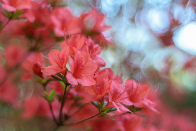 Close-up of pink flowering plants