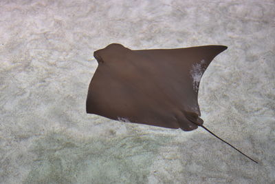 Close-up of sting ray in seabed