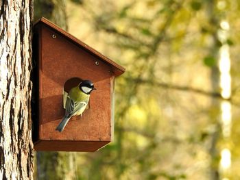 Close-up of bird perching on wooden post