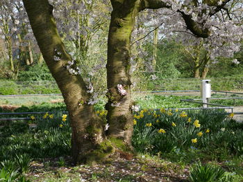 View of ivy growing on tree