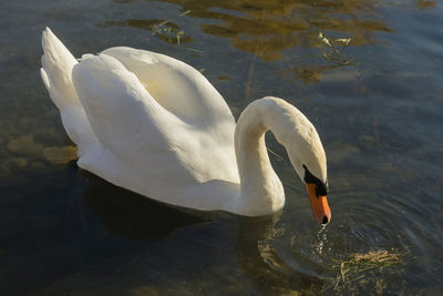 Swan floating on lake