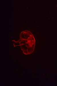 Close-up of jellyfish against black background