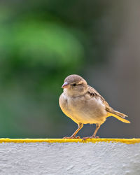 Shallow depth of field, isolated image of a female sparrow on wall with green background.