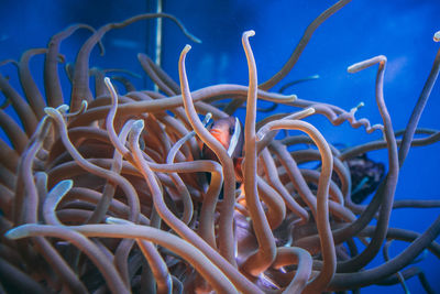 Close-up of jellyfish swimming in sea