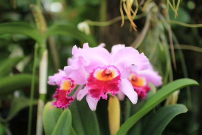 Close-up of pink flowers blooming outdoors