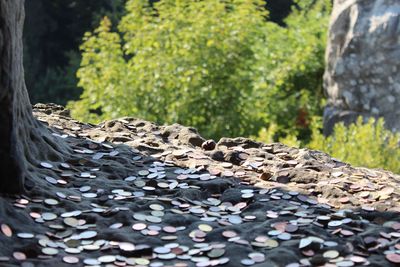 Close-up of leaves on rock in forest