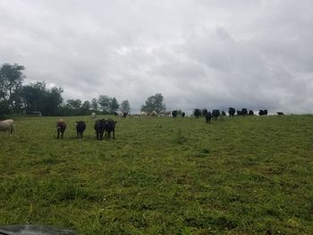 Cows grazing in field